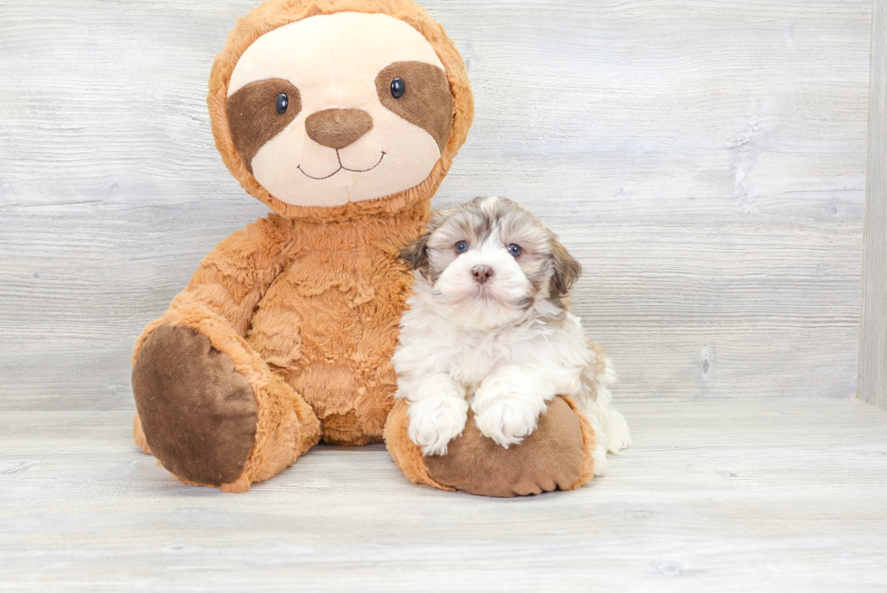 Havanese Puppy for Adoption