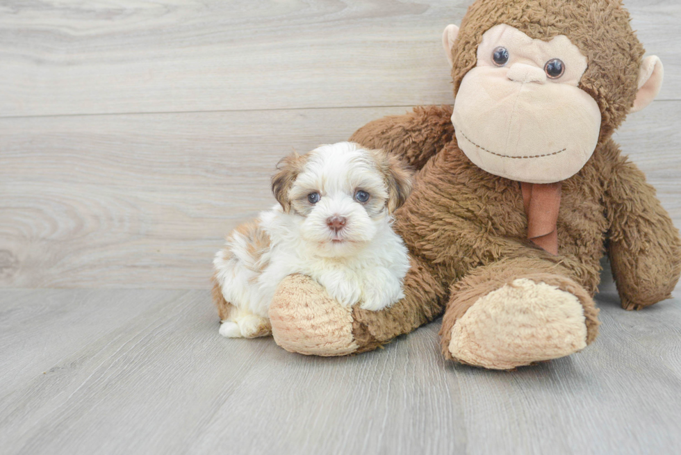 Happy Havanese Purebred Puppy