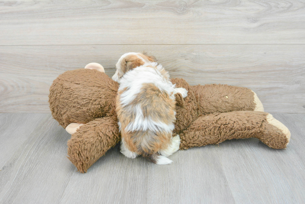 Playful Havanese Purebred Pup