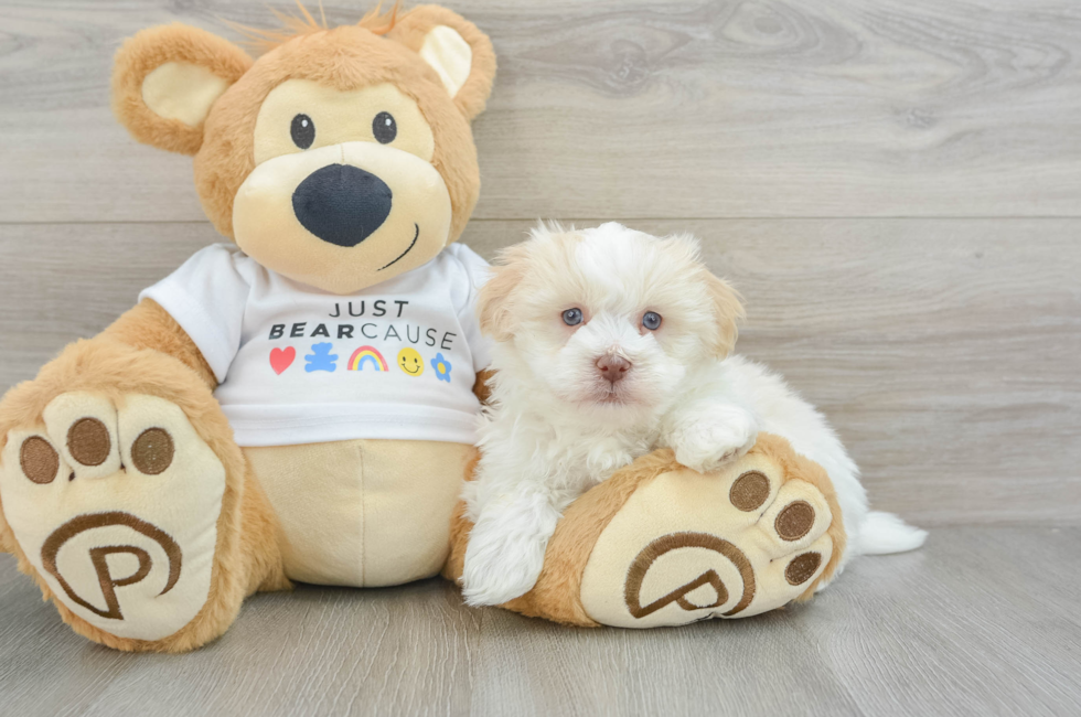 6 week old Havanese Puppy For Sale - Premier Pups