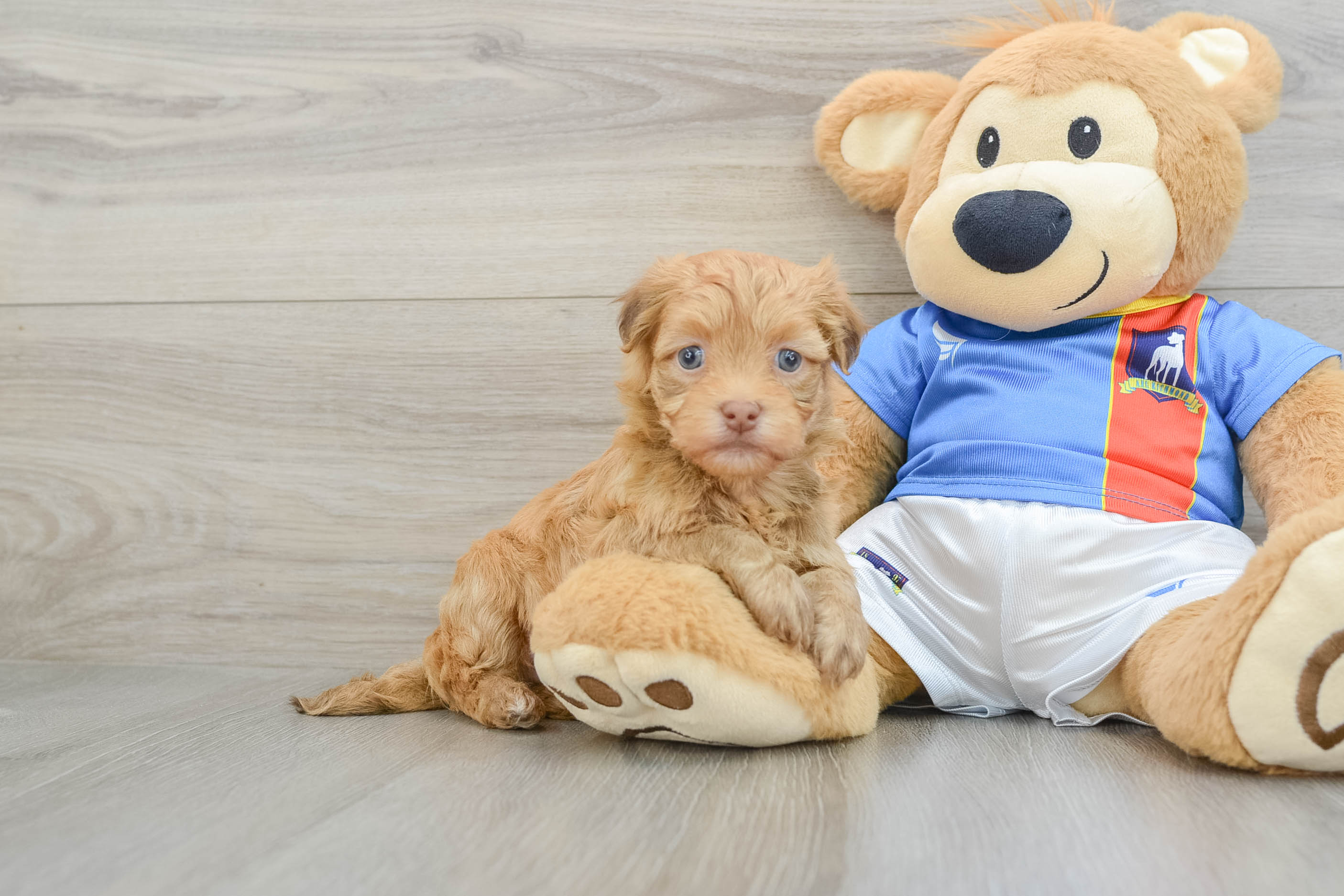 Petite Havanezer Purebred Puppy