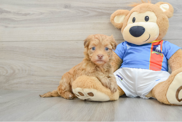 Petite Havanezer Purebred Puppy