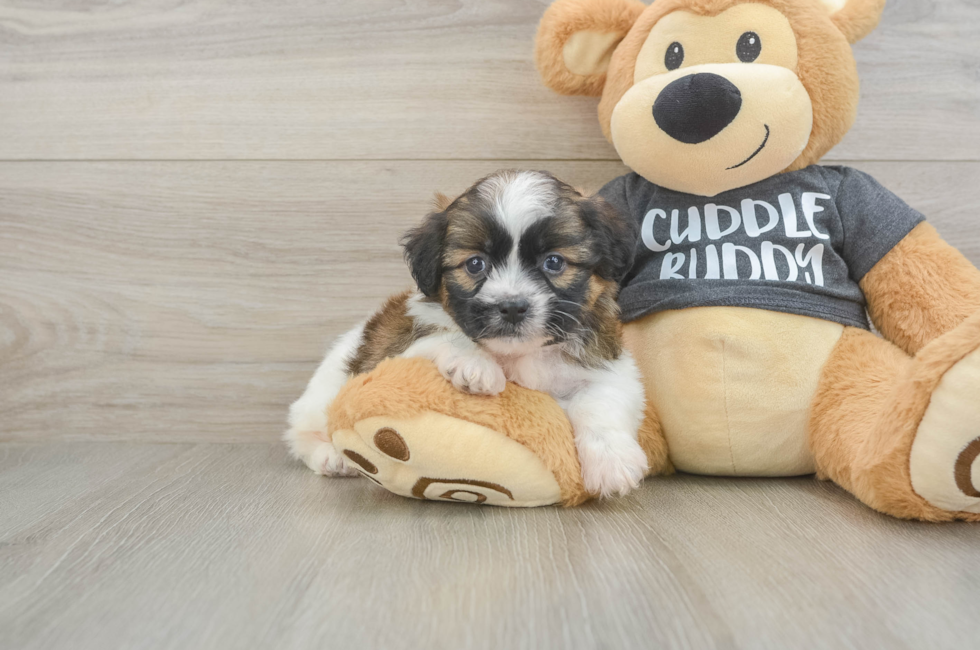 5 week old Havanese Puppy For Sale - Premier Pups