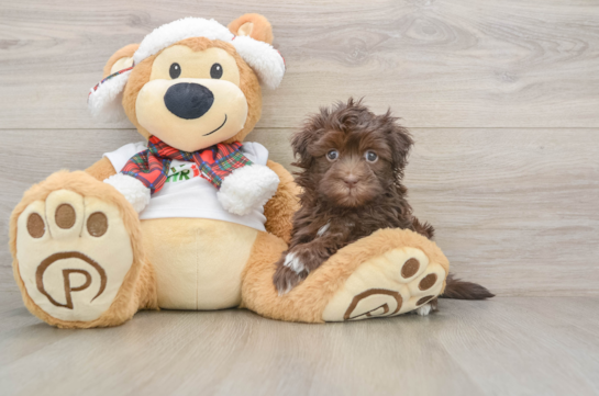 Havanese Pup Being Cute