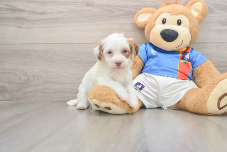 Havanese Puppy for Adoption