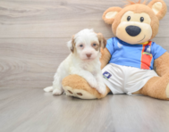 5 week old Havanese Puppy For Sale - Premier Pups