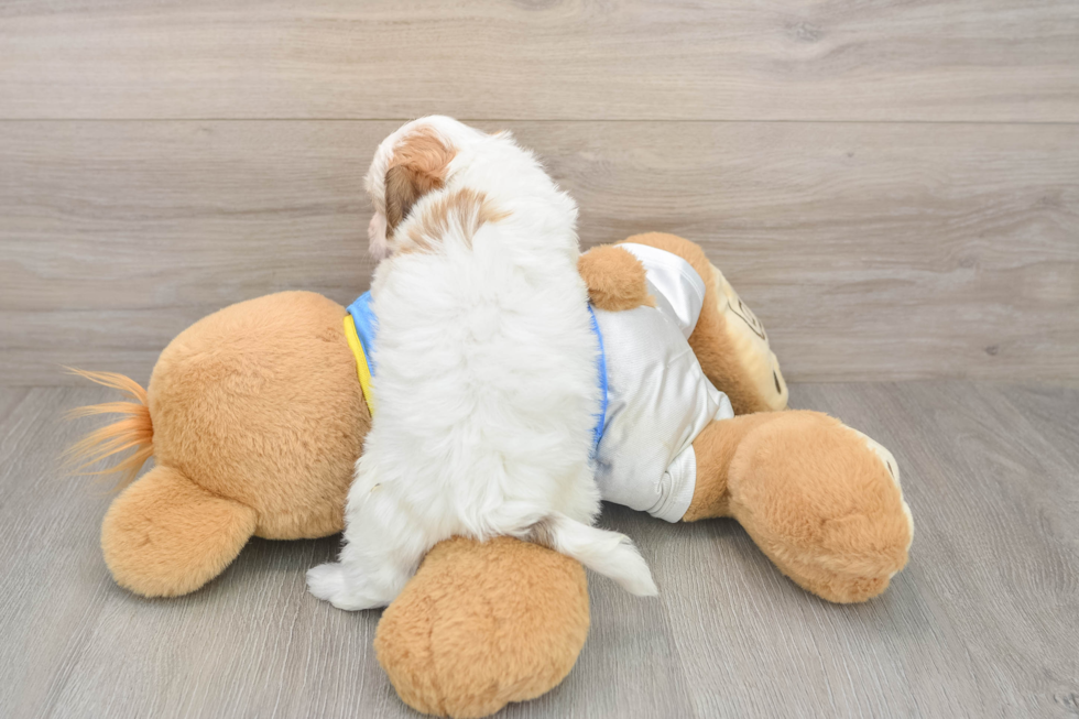 Friendly Havanese Purebred Pup