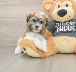 6 week old Havanese Puppy For Sale - Premier Pups