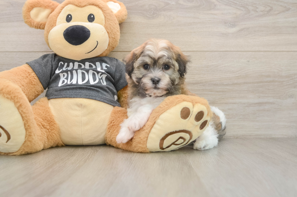 Little Havanese Baby