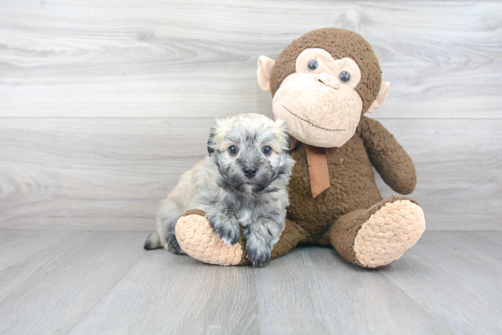 Best Havanese Baby