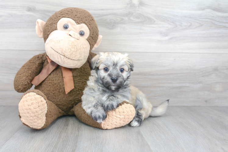 Petite Havanese Purebred Puppy