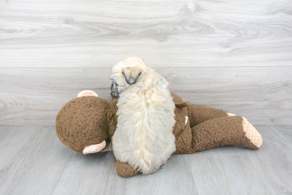 Small Havanese Purebred Pup