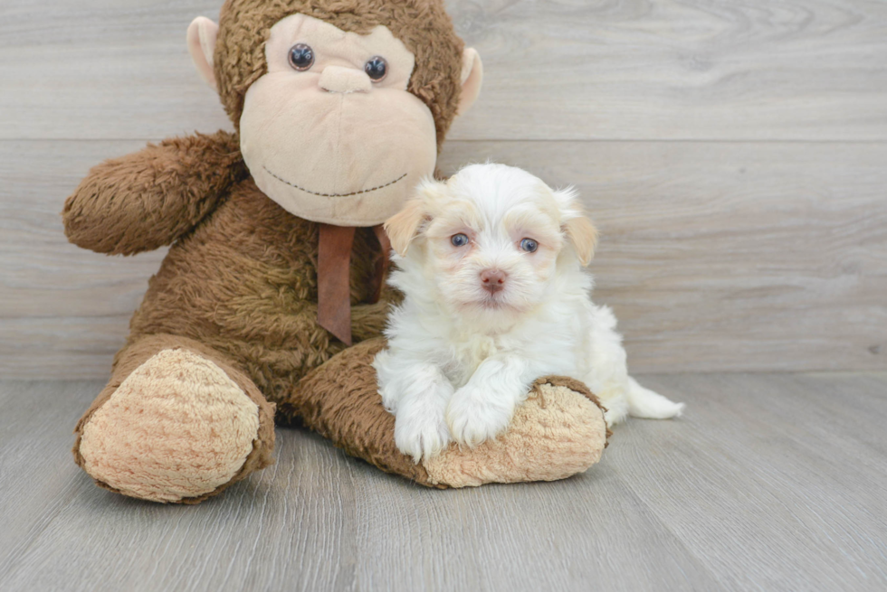 Hypoallergenic Havanese Purebred Pup