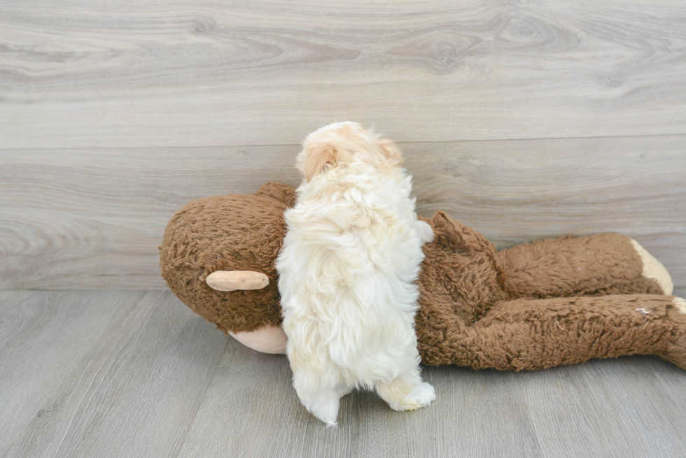 Friendly Havanese Baby