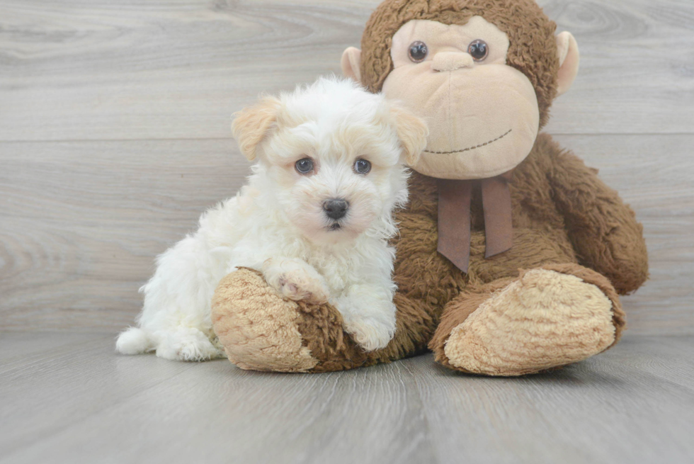 Energetic Havanese Purebred Puppy