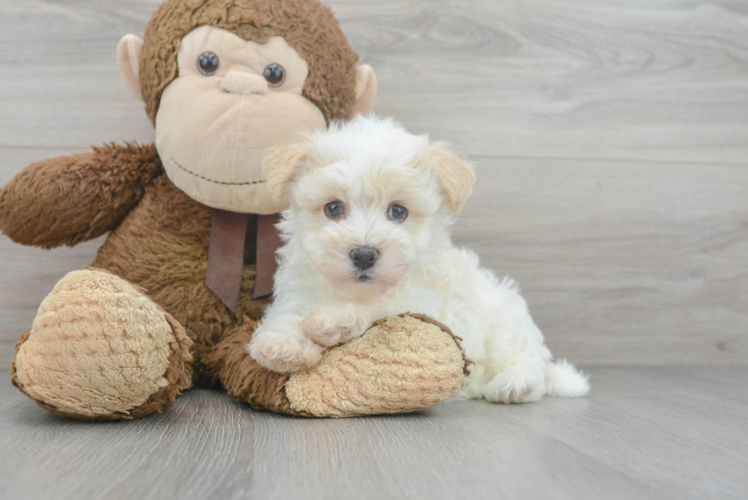 Havanese Puppy for Adoption