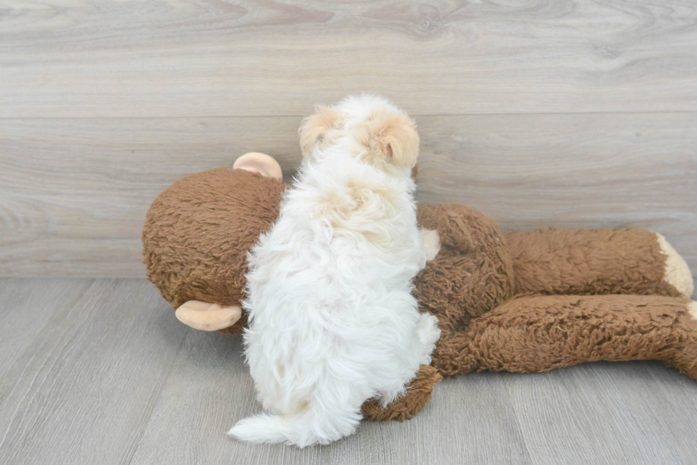 Havanese Pup Being Cute