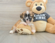 5 week old Havanese Puppy For Sale - Premier Pups