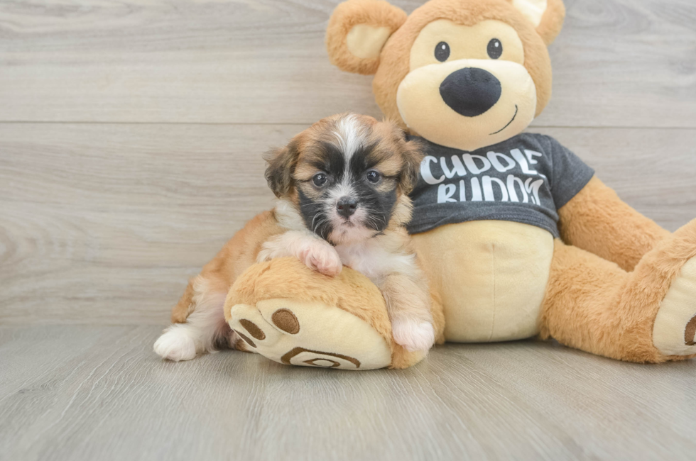 5 week old Havanese Puppy For Sale - Premier Pups