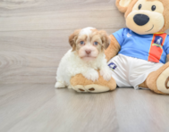 6 week old Havanese Puppy For Sale - Premier Pups