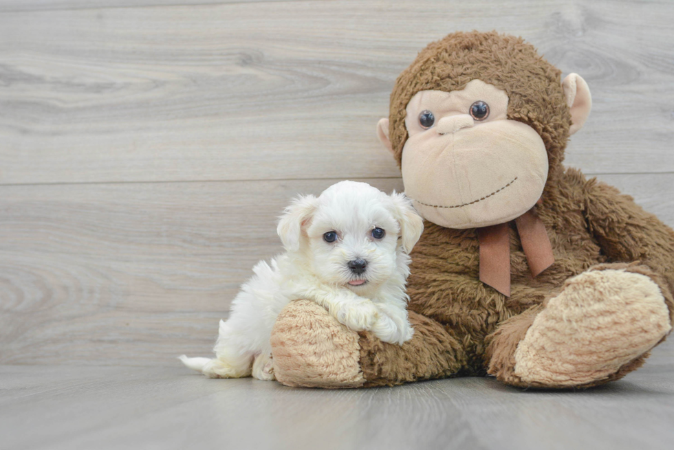 Havanese Puppy for Adoption