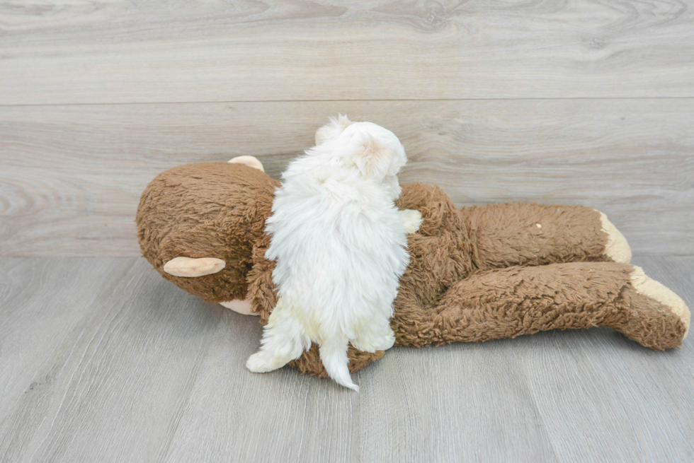 Happy Havanese Purebred Puppy