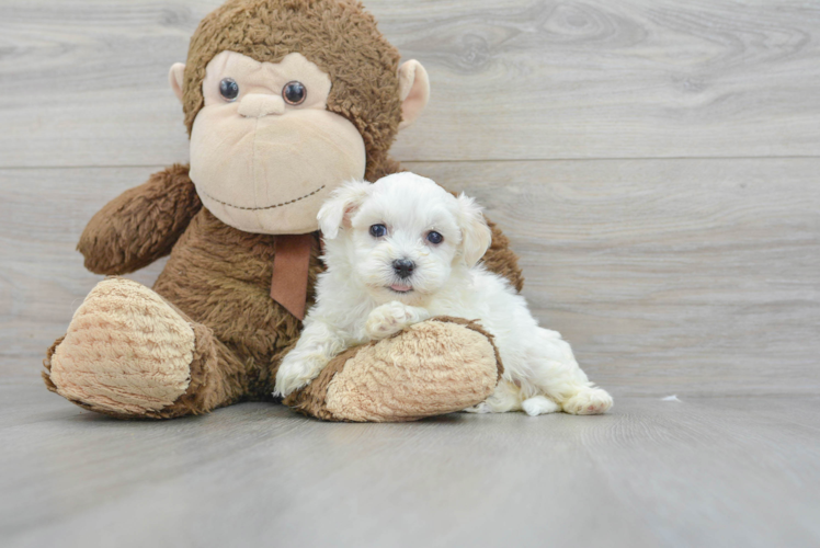 Petite Havanese Purebred Puppy