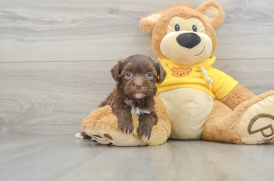 Havanese Pup Being Cute