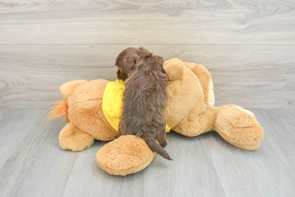 Playful Havanese Baby