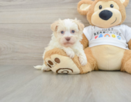 5 week old Havanese Puppy For Sale - Premier Pups