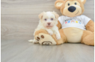 Best Havanese Baby