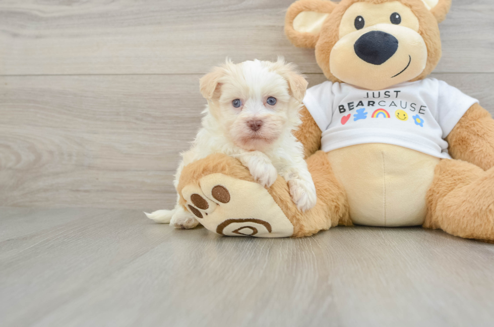 5 week old Havanese Puppy For Sale - Premier Pups
