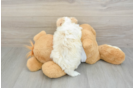 Sweet Havanese Cuban Bichon Purebred Puppy
