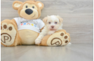 Havanese Puppy for Adoption