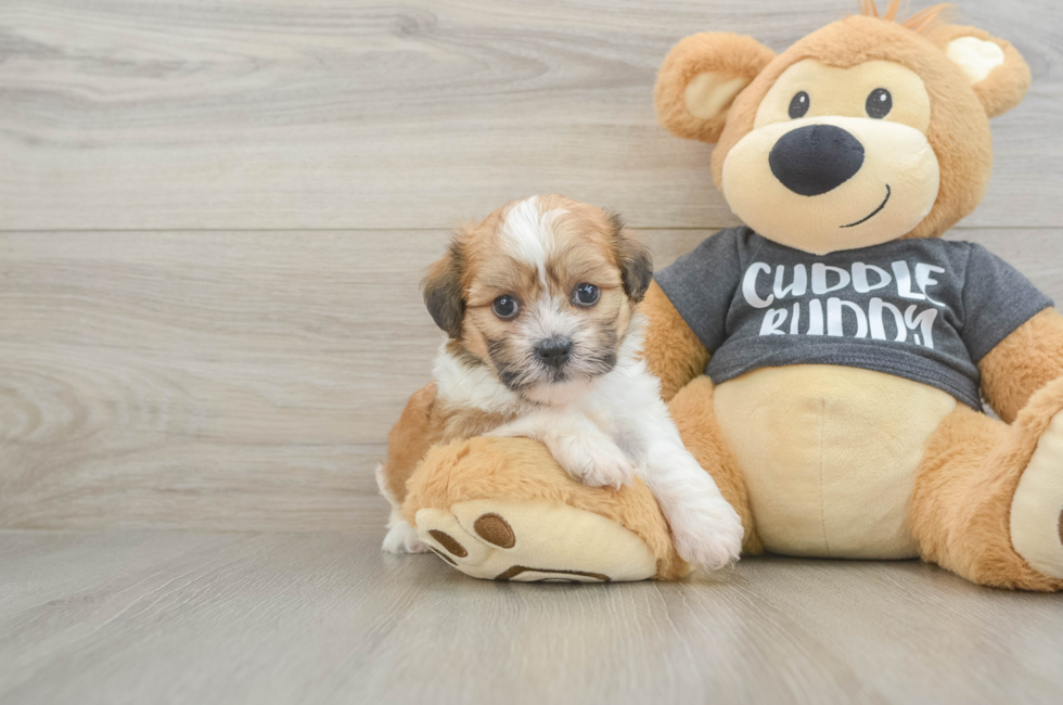 5 week old Havanese Puppy For Sale - Premier Pups