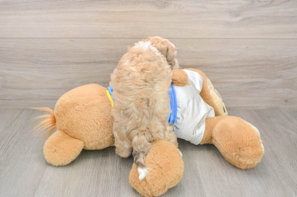 Hypoallergenic Havanese Baby