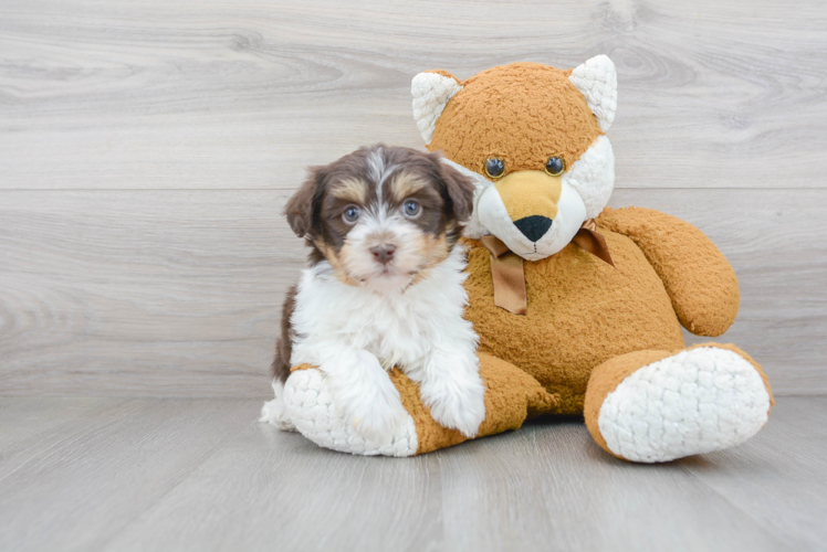 Cute Havanese Purebred Puppy