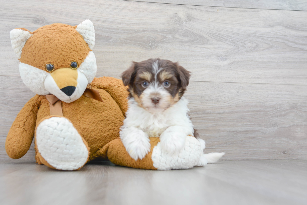 Havanese Pup Being Cute