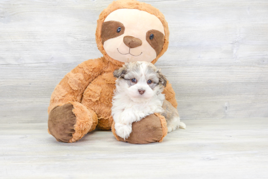 Havanese Pup Being Cute