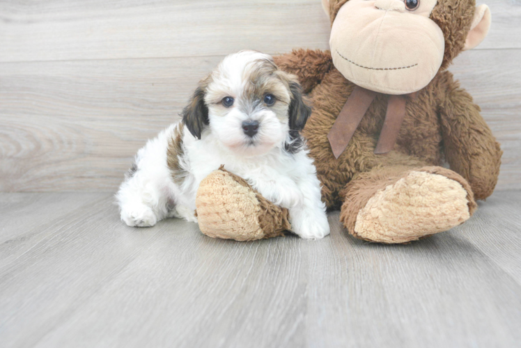 Best Havanese Baby