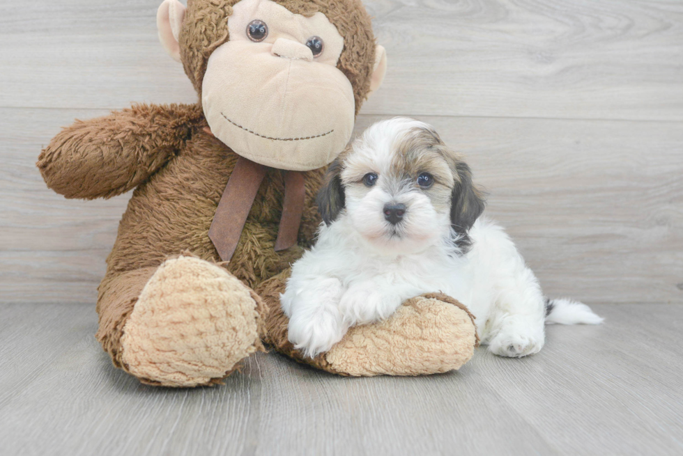 Little Havanese Purebred Pup