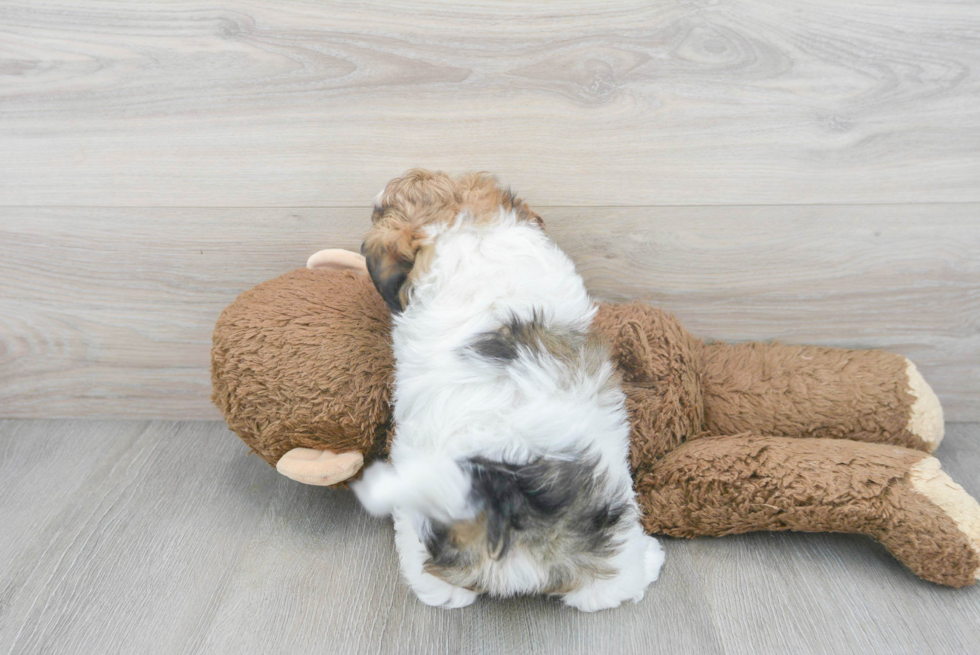 Friendly Havanese Baby