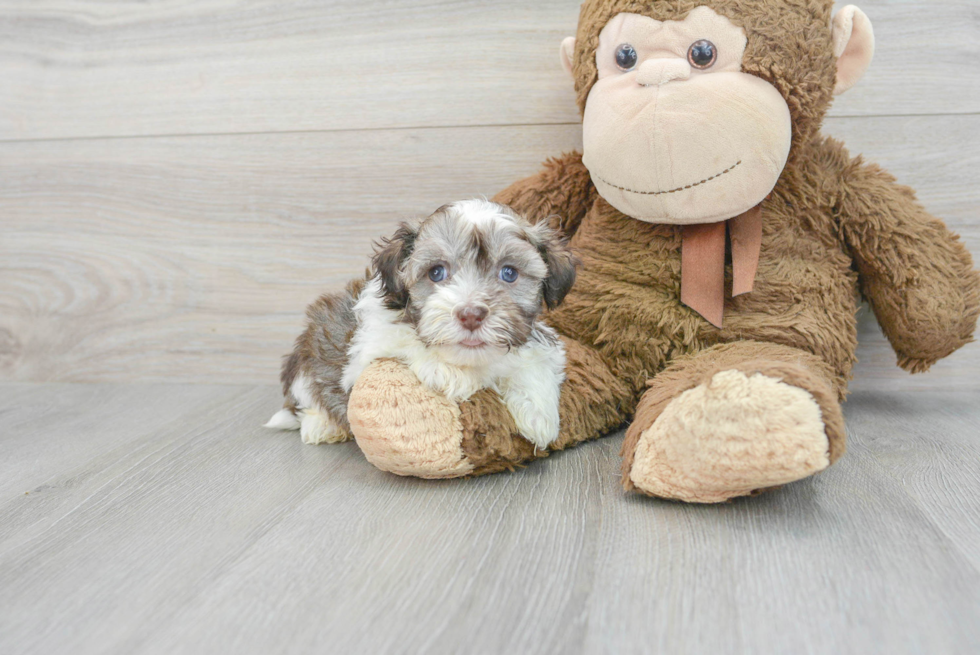 Havanese Puppy for Adoption