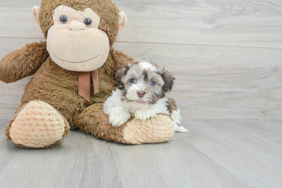 Best Havanese Baby