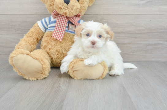 Hypoallergenic Havanese Baby