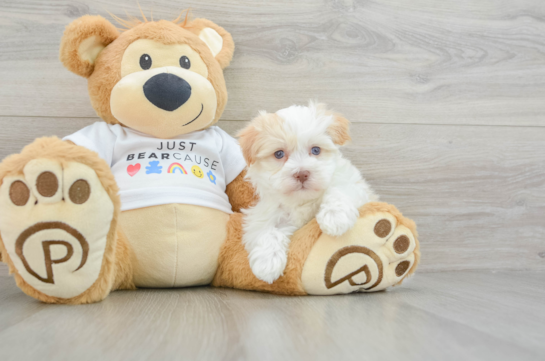 Havanese Pup Being Cute