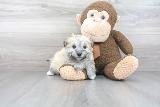 Petite Havanese Purebred Puppy