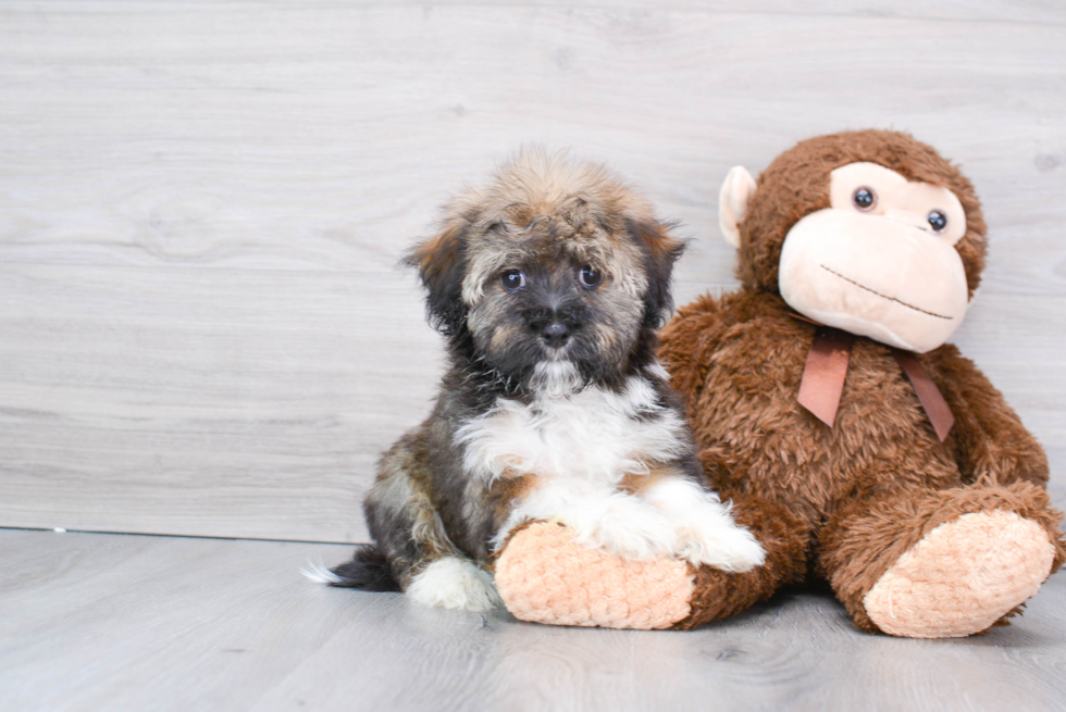 Havanese Puppy for Adoption