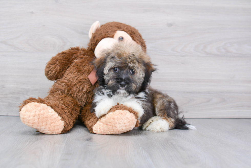 Cute Havanese Purebred Puppy
