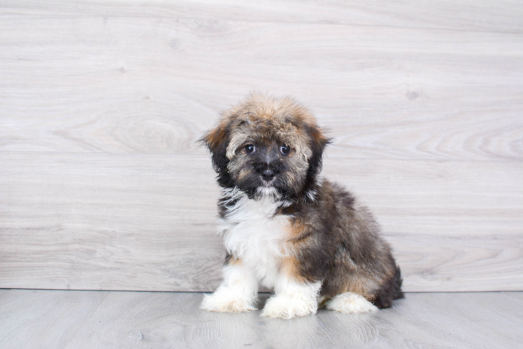 Cute Havanese Purebred Pup
